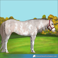 Horse Color:Bay Sabino Varnish Rabicano 