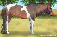 Horse Color:Bay Tobiano Appaloosa Rabicano 