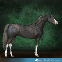 Horse Color:White Spotted Liver Chestnut Mushroom