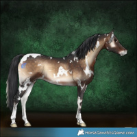 Horse Color:White Spotted Brown Onyx 