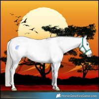 Horse Color:Gray Buckskin Pearl Splash Tobiano 