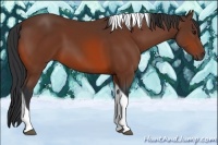 Horse Color:Bay Tobiano 