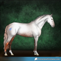 Horse Color:Gray Chestnut 