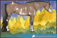 Horse Color:White Spotted Liver Red Dun Sabino 