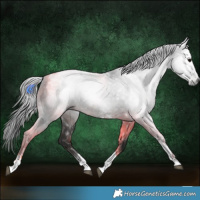 Horse Color:Gray Black Tobiano 