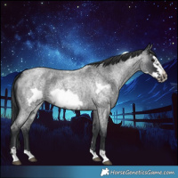 Horse Color:Blue Roan Frame 