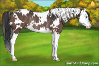 Horse Color:White Spotted Liver Chestnut Splash Varnish Rabicano 