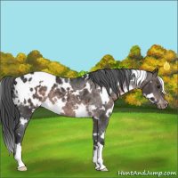 Horse Color:Platinum White Spotted Brown Blanket 