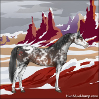 Horse Color:Brown Sabino Appaloosa Rabicano 
