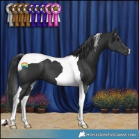 Horse Color:Black Tobiano 