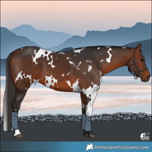 Horse Color:White Spotted Bay 