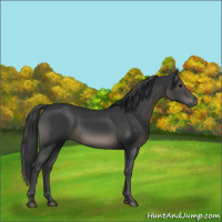 Horse Color:Black 