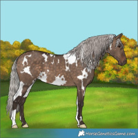 Horse Color:White Spotted Silver Brown Dun 