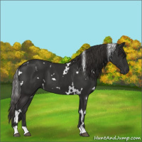 Horse Color:White Spotted Liver Chestnut 