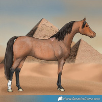 Horse Color:Bay Roan