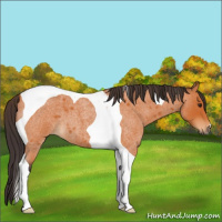 Horse Color:Buckskin Roan Tobiano