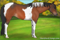 Horse Color:Brown Roan Tobiano