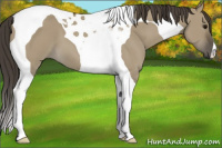 Horse Color:Smoky Grullo Tobiano 