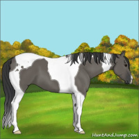 Horse Color:Grullo Tobiano 