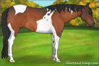 Horse Color:Bay Roan Tobiano 