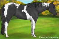 Horse Color:Black Tobiano