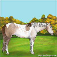 Horse Color:Gray Buckskin Pearl Tobiano
