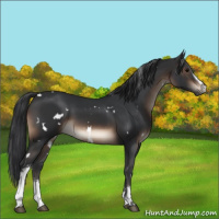 Horse Color:White Spotted Brown 