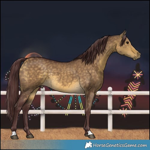 Horse Color:Chocolate Buckskin Dun Rabicano 