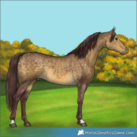 Horse Color:Chocolate Buckskin Dun Rabicano 