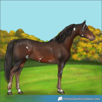 Horse Color:White Spotted Liver Chestnut Rabicano 