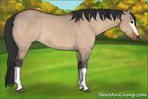Horse Color:White Spotted Bay Dun 