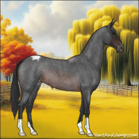 Horse Color:Brown Roan Appaloosa