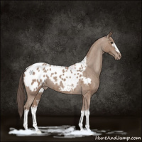 Horse Color:White Spotted Classic Champagne Appaloosa 