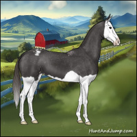 Horse Color:Smoky Black Splash Varnish