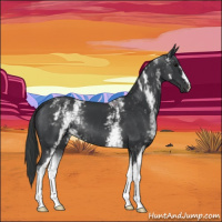 Horse Color:White Spotted Black