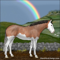 Horse Color:Bay Roan Splash 