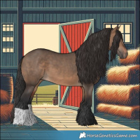 Horse Color:Brown Dun 
