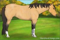 Horse Color:Buckskin Roan 