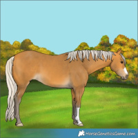 Horse Color:Silver Buckskin 