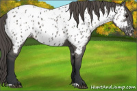 Horse Color:Grullo Appaloosa 