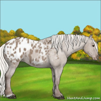 Horse Color:Silver Grullo Appaloosa 