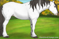 Horse Color:Grullo Appaloosa 