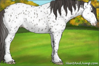 Horse Color:Grullo Appaloosa 