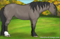 Horse Color:Grullo 