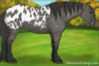 Horse Color:Grullo Appaloosa 