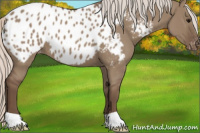 Horse Color:Silver Grullo Appaloosa 