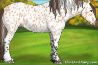 Horse Color:Bay Dun Appaloosa 