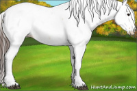 Horse Color:Bay Dun Appaloosa 