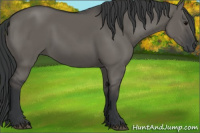 Horse Color:Grullo 