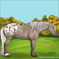 Horse Color:Silver Grullo Appaloosa 
